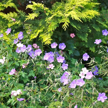 哈斯杜因住宿加早餐旅馆 4*